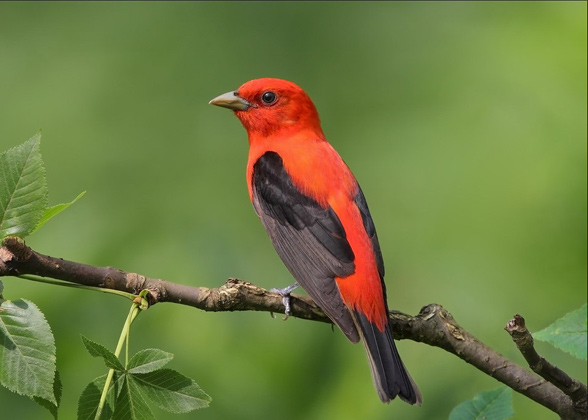 Photo of a Scarlet Tanager sitting on a branch. Credit: Daniel Behm/Audubon Photography Awards
