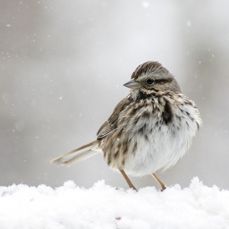 Song Sparrow. Photo: PJ Kaszas/Audubon Photography Awards