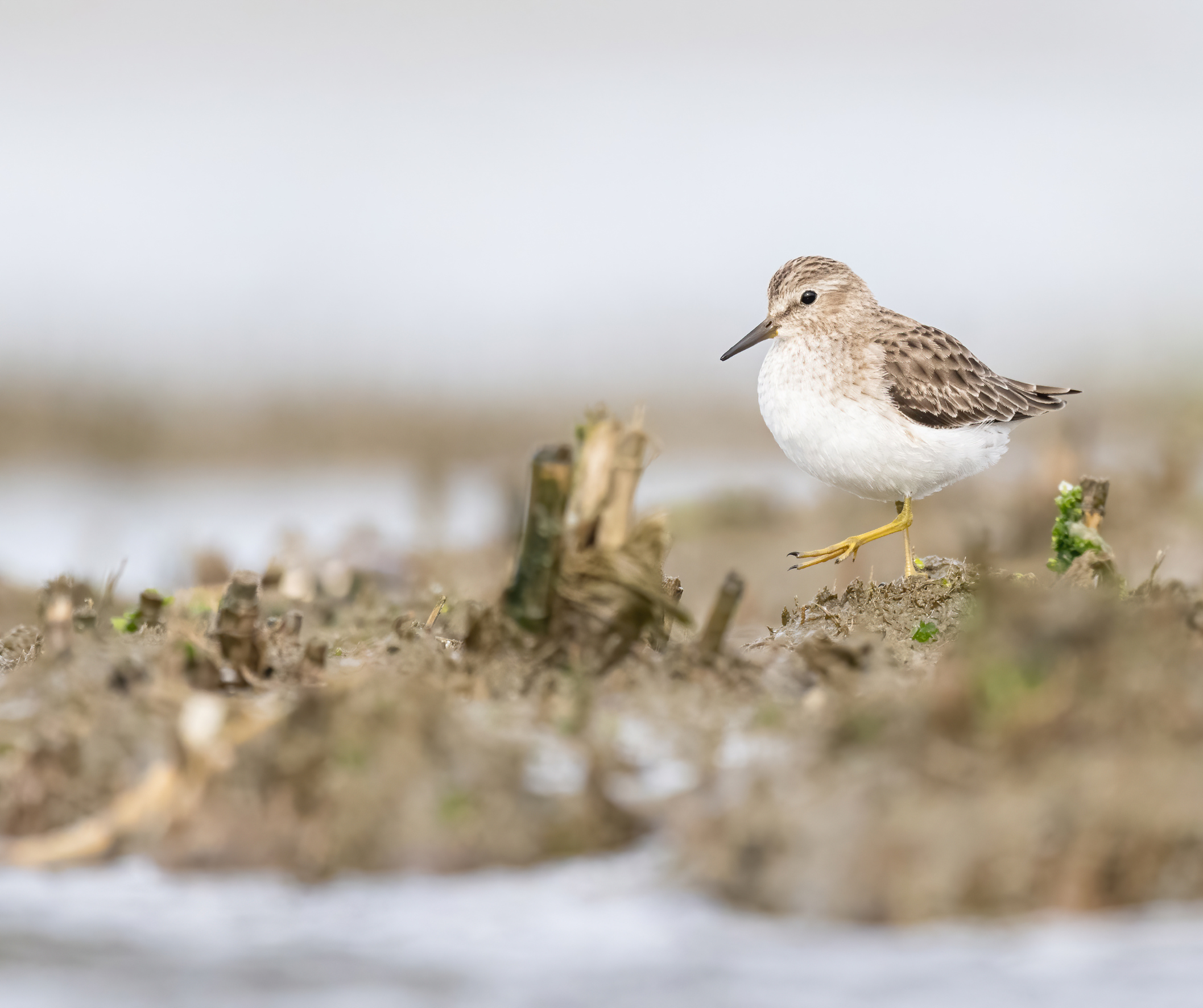 A Least Sandpiper wandering along the edge of a shoreline, its small brown and white body and yellow legs moving carefully near the water's edge. 