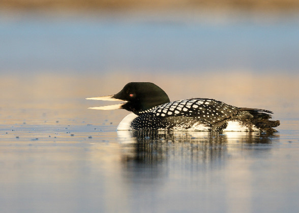 Photo of a Yellow-billed Loon swimming.