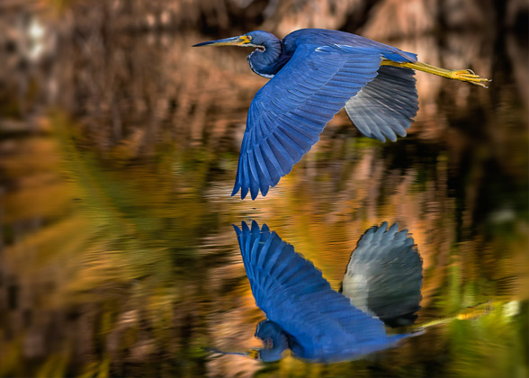 Photo of a Tricolored Heron in flight over water, with its reflection in the water below. Credit: Robert Brian Rivera/Audubon Photography Awards