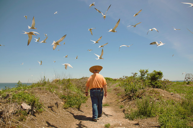 A volunteer walks on a dirt pathway under flying terns. 