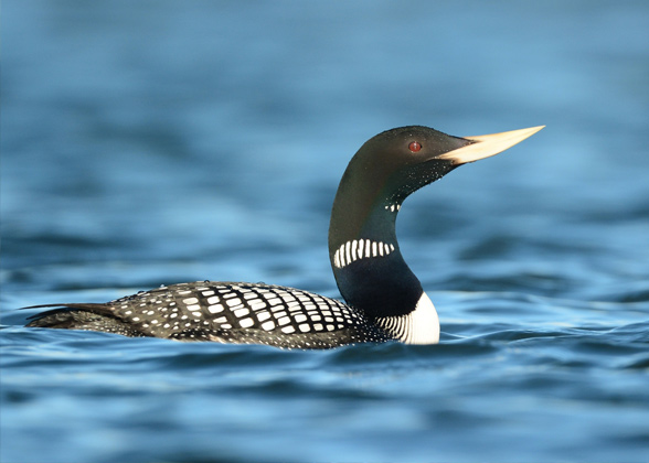 Photo of a Yellow-billed Loon swimming. Credit: Ryan Askren/USGS