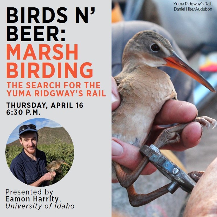 A portrait of Eamon Harrity holding a Yuma Ridgway's Rail. Other photo is a close-up of a rail being held to apply a band to its leg. Text reads "Birds n' Beer: Marsh Birding | The Search for the Yuma Ridgway's Rail | Thursday, April 16, 6:30 PM | Presented by Eamon Harrity, University of Idaho"