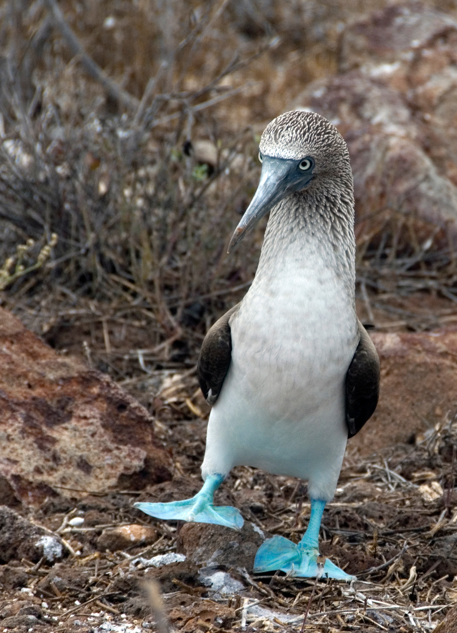Blue-footed Booby.