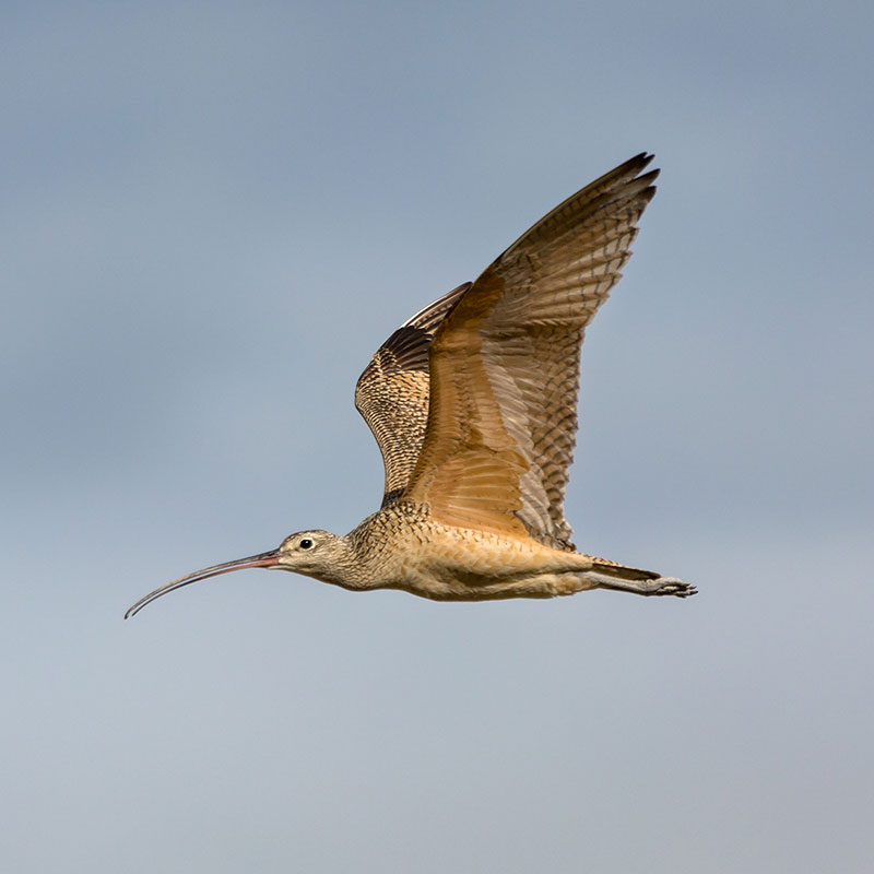 A Long-billed Curlew in flight.