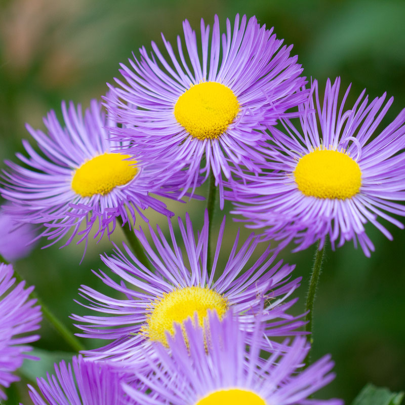 Symphyotrichum novae-angliae flowers.