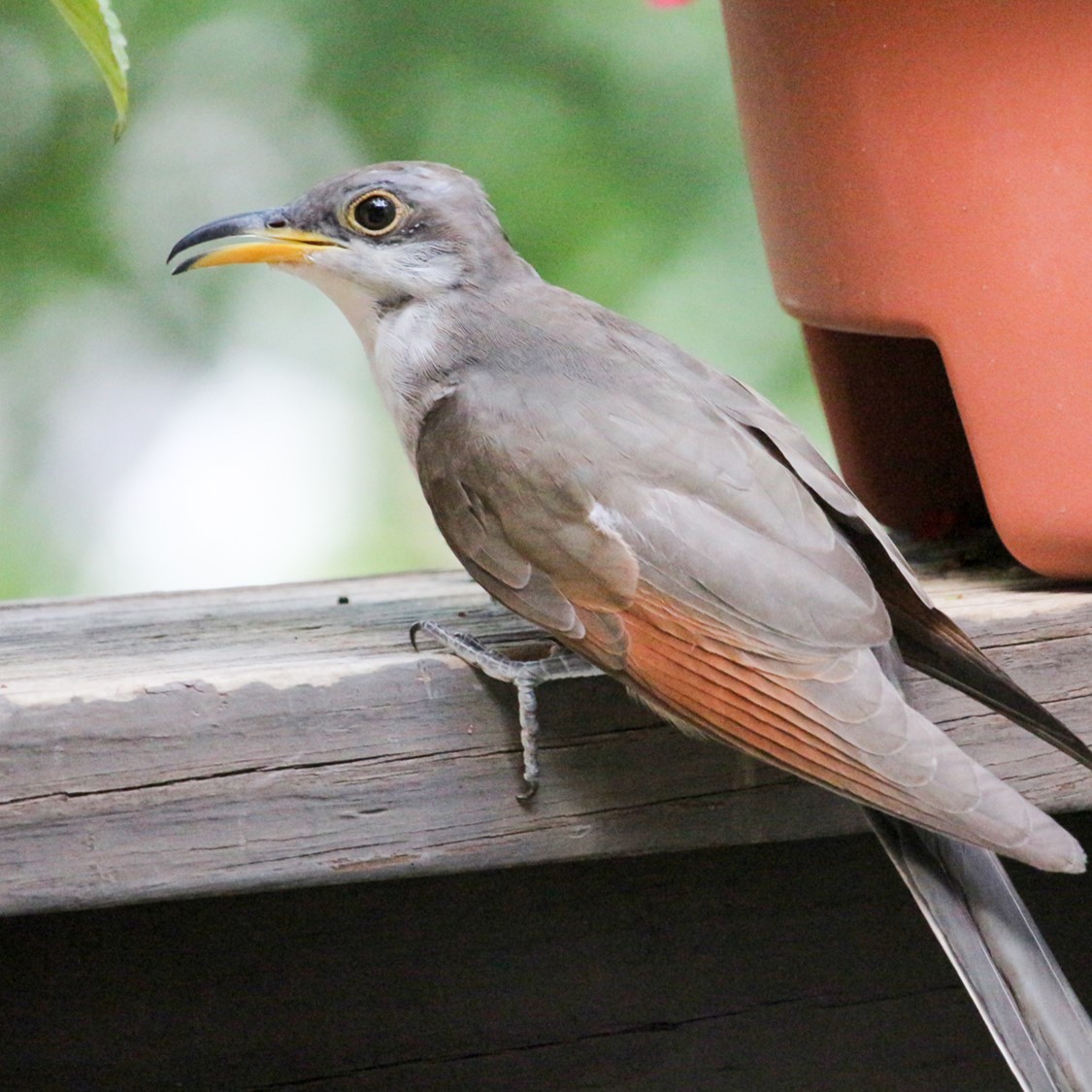 A Yellow-billed Cuckoo perches on a wooden rail next to a potted plant.