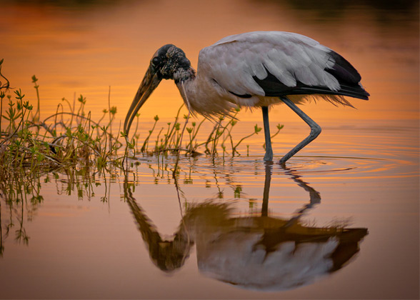 Photograph of a Wood Stork wading at sunset.