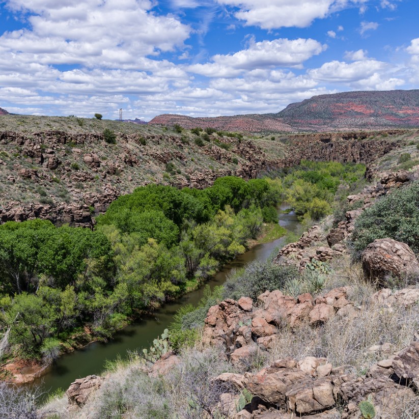 Amid desert, a stretch of the Verde River, green with cottonwood trees and a blue sky littered with puffy white clouds overhead. 