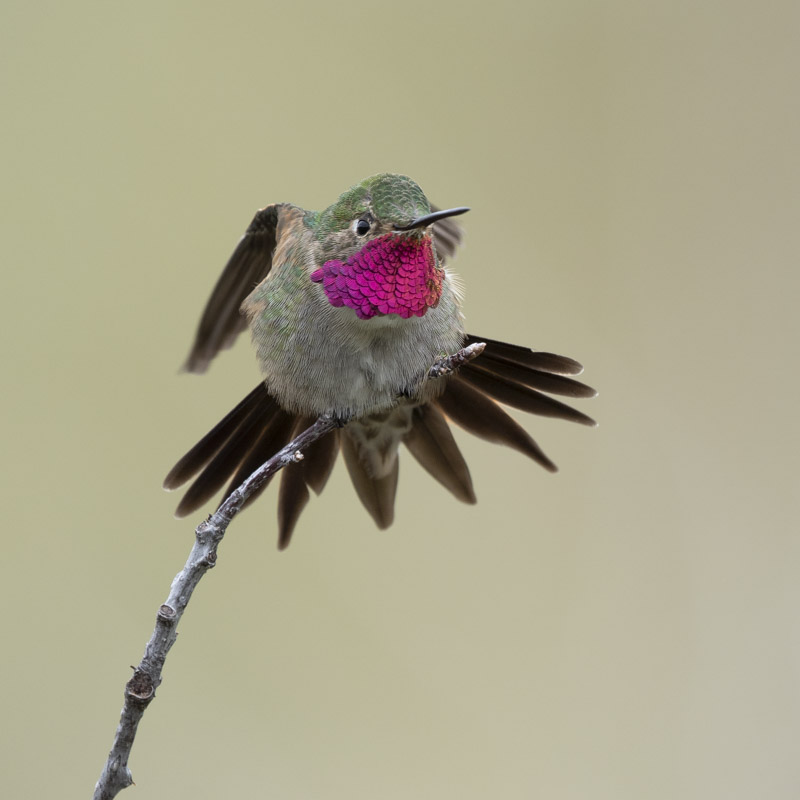 Broad-tailed Hummingbird. Photo: Evan Barrientos/Audubon Rockies