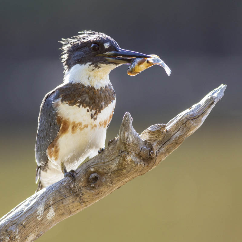 Belted Kingfisher carrying a fish.