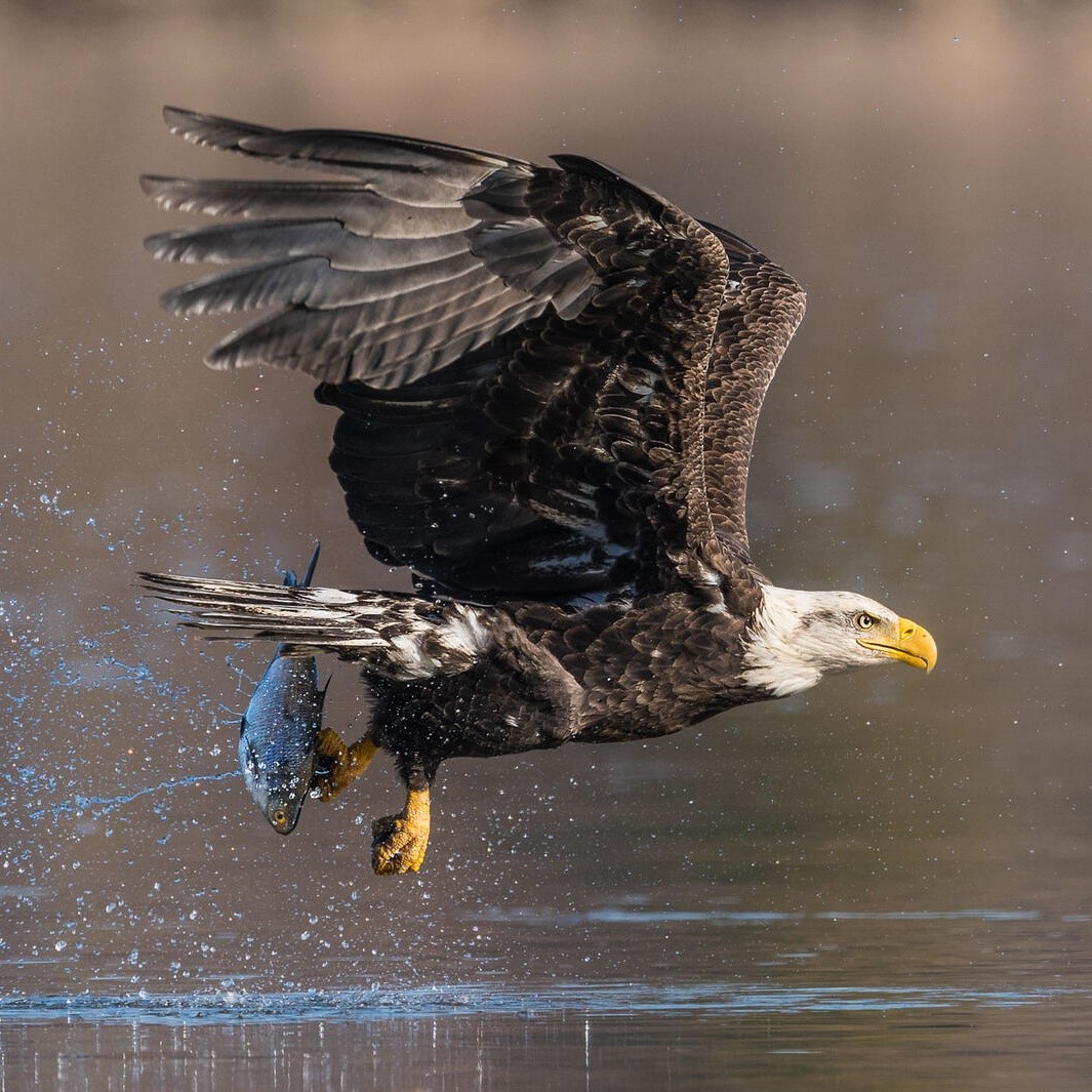 A Bald Eagle flies close to the water's surface with a fish clutched in its talons.