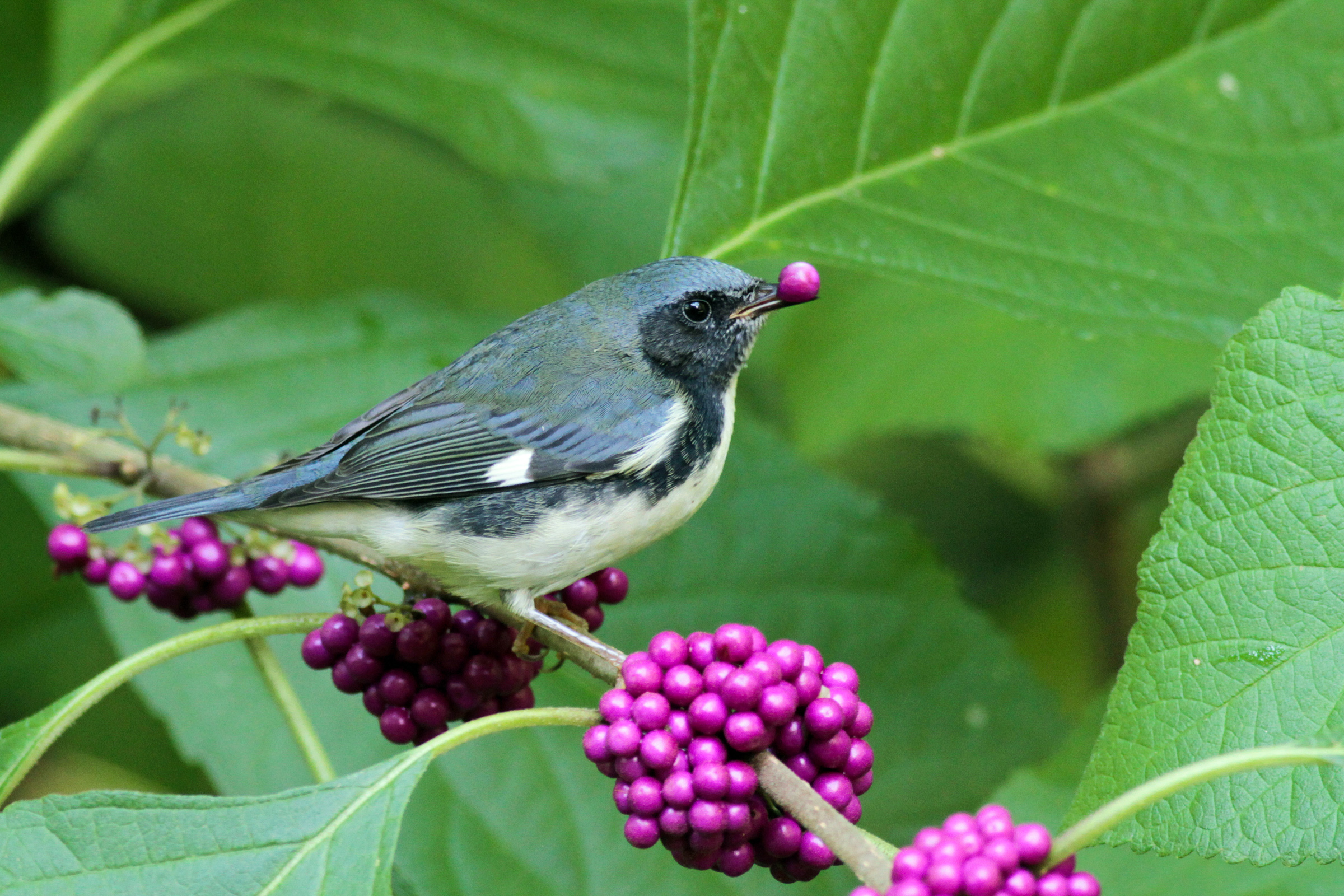 Black-throated-Blue-Warbler_American-Beautyberry. Photo credit:Will-Stuart