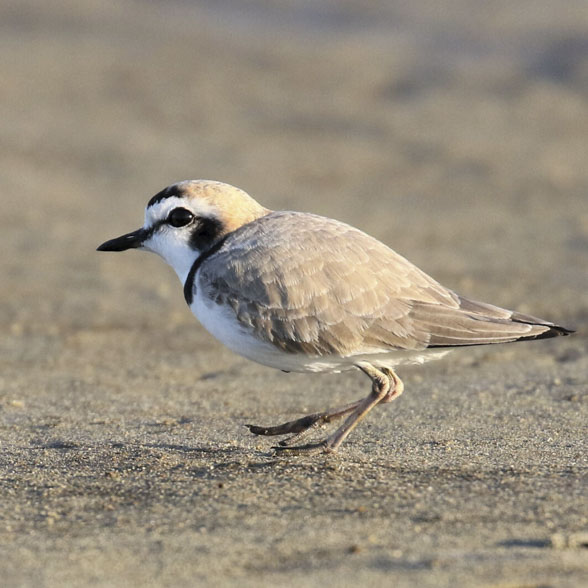 A Snowy Plover stands on a sandy flat.