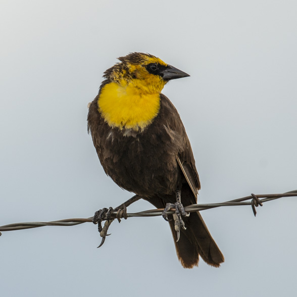 Yellow-headed Blackbird perched on barbed wire.