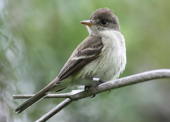 Southwestern Willow Flycatcher. Photo: Scarlett Howell/USGS