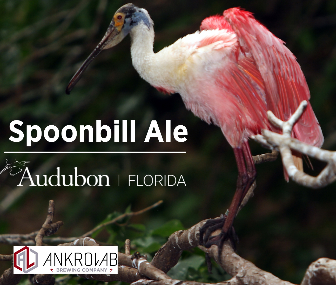 Promo for Spoonbill Ale