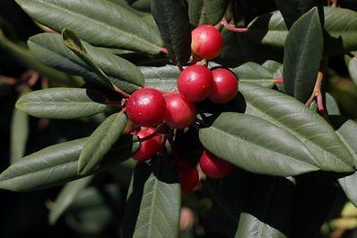 Frangula Californica. 