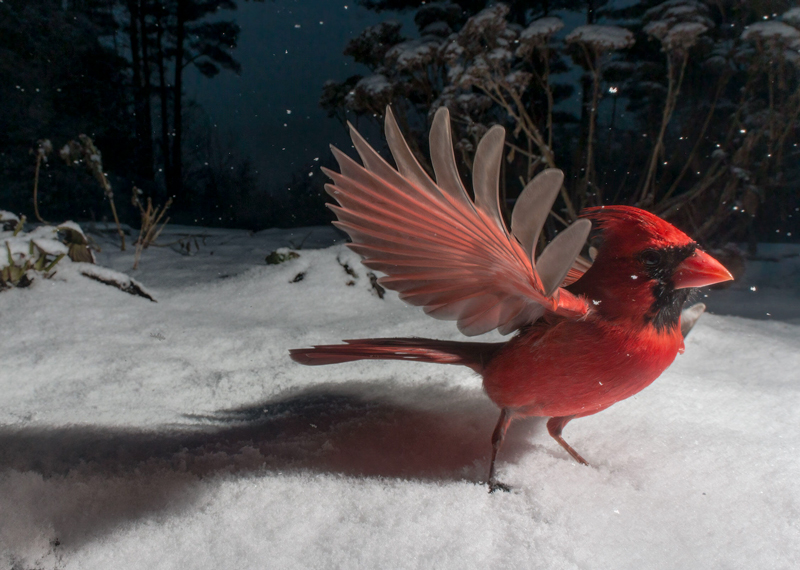 Northern Cardinal.