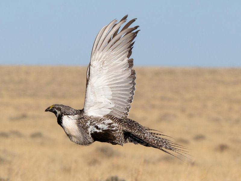 Greater Sage-Grouse in flight.