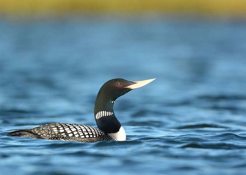 Yellow-billed Loon.