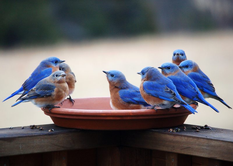 Eastern Bluebirds.