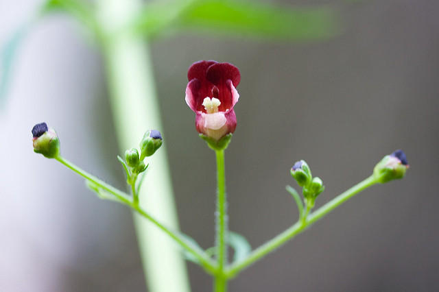 California Figwort.