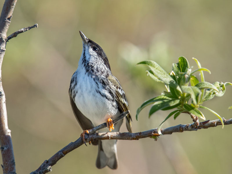 Blackpoll Warbler perched on a tree branch. 