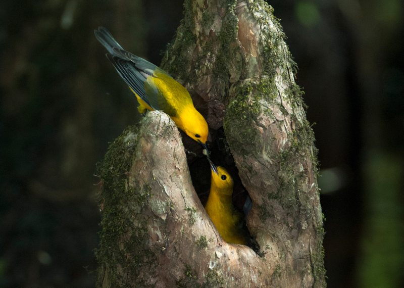 Prothonotary Warblers.