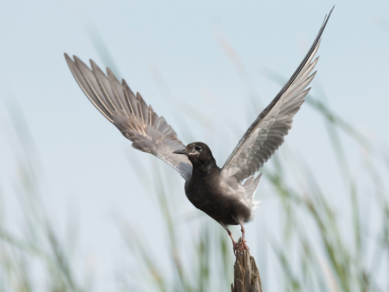 Black Tern with wings outstretched, taking flight.