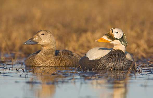 Spectacled Eiders. 