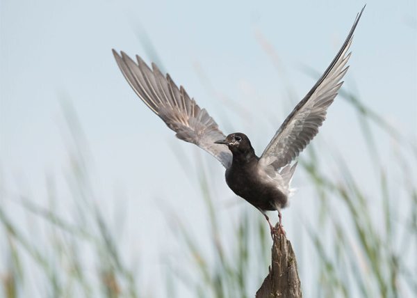 Black Tern.