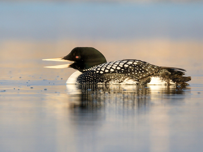 Yellow-billed Loon floating on calm water.