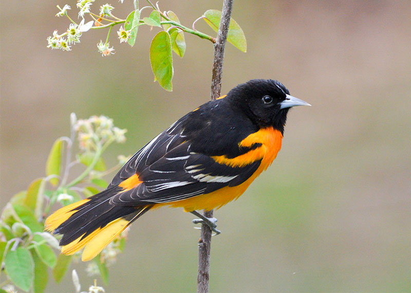 Baltimore Oriole.