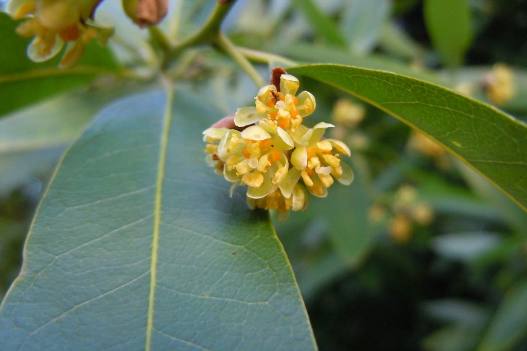 California Laurel