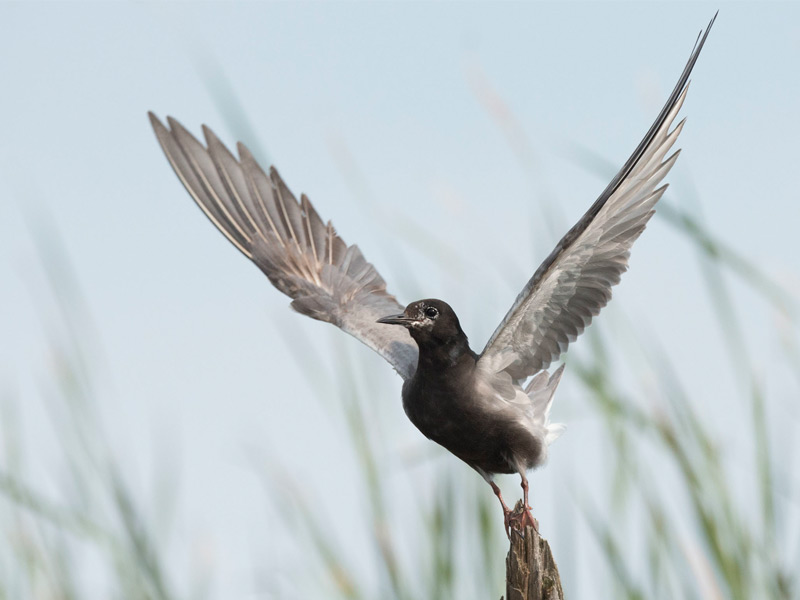 Black Tern with wings outstretched, taking flight.