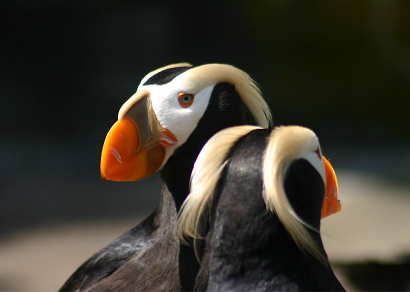 Tufted Puffins.