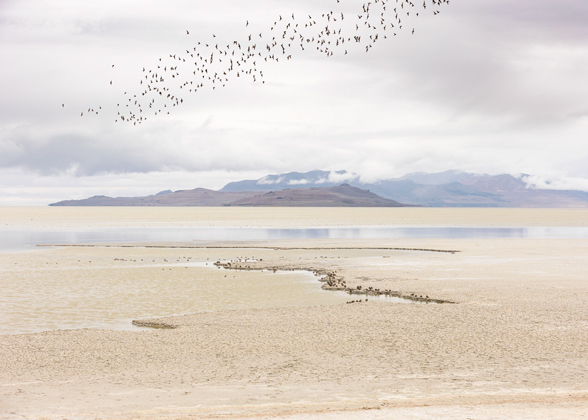 Drying mudflats threaten the brine flies and brine shrimp upon which millions of waterbirds feast.