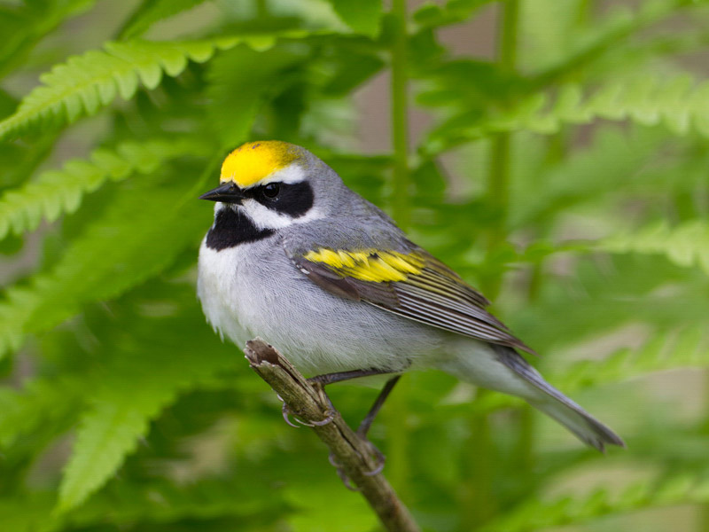 Golden-winged Warbler perched on a branch.