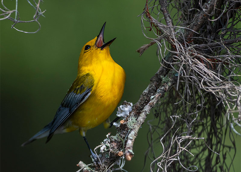 Prothonotary Warbler.