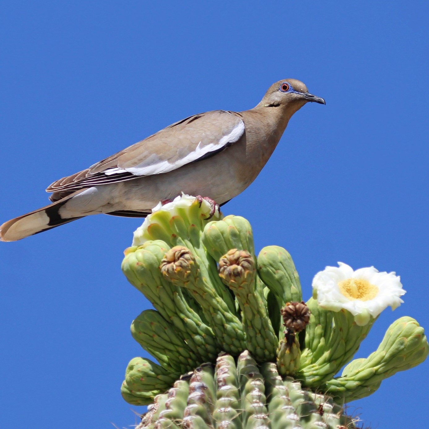 White-winged Dove perched on a Saguaro. Photo: Renee Grayson