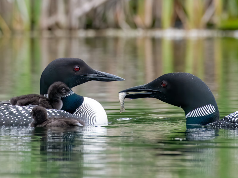 Common Loon pair with chicks.