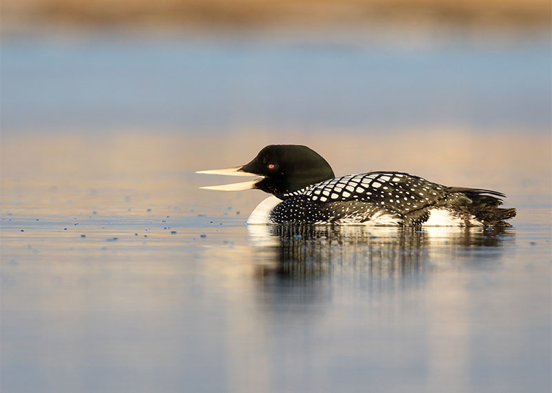 Yellow-billed Loon.