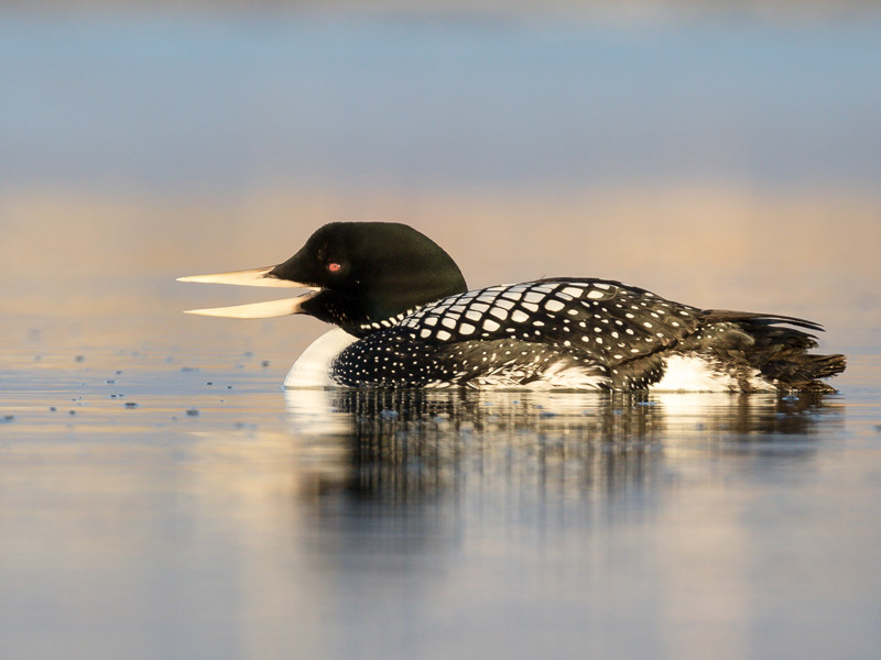 Yellow-billed Loon floating on water.