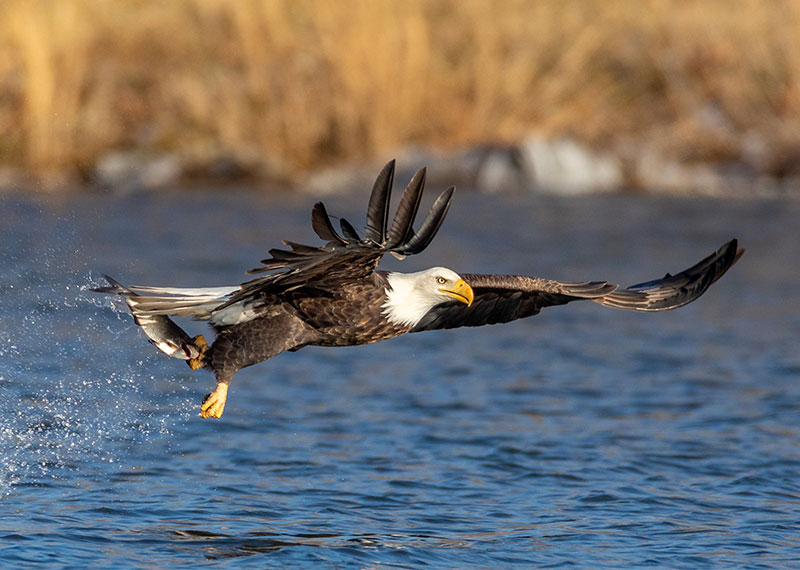 Bald Eagle.