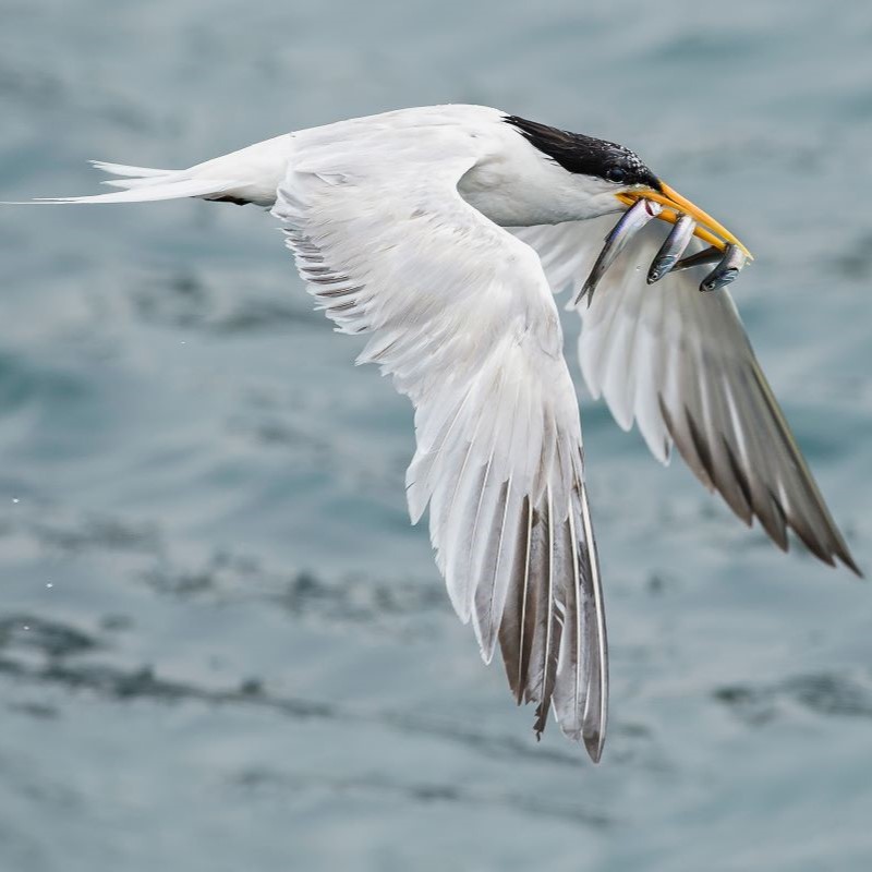 An Elegant Tern, a white seabird with a black cap, flies over the ocean with three small fish in its beak.