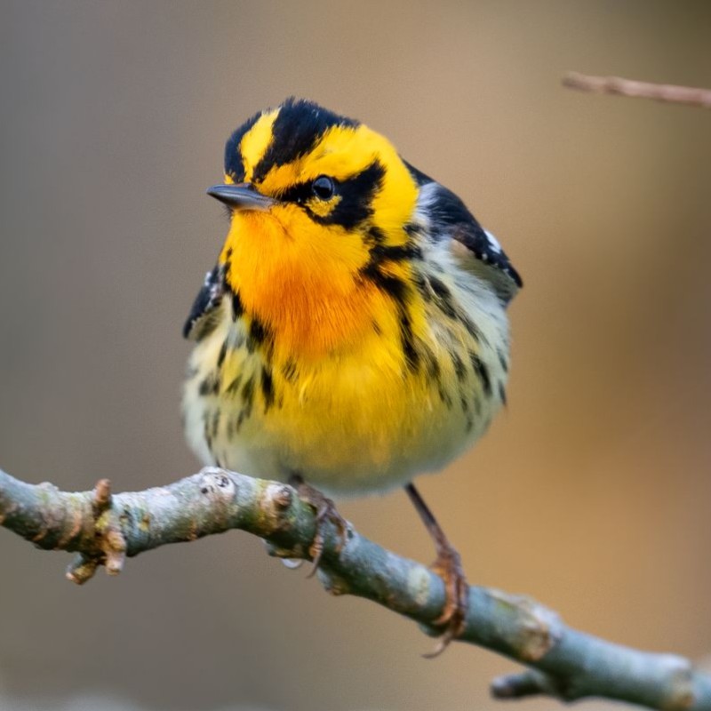 A Blackburnian Warbler, a yellow and black bird, perches on a branch.