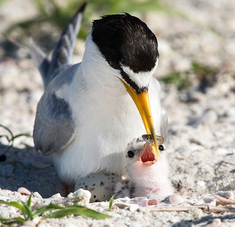 A Least Tern feeds their chick on the sand. 