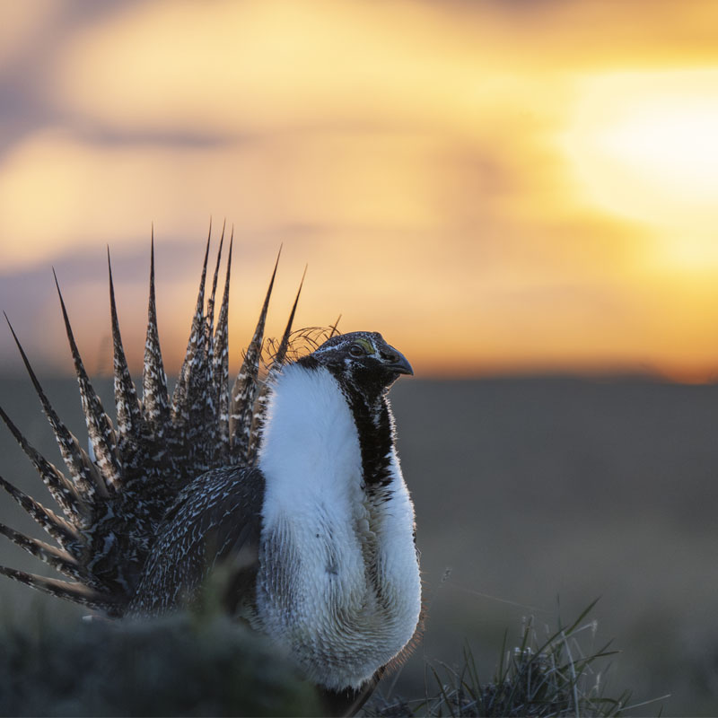 Photo of a male Greater Sage-Grouse.